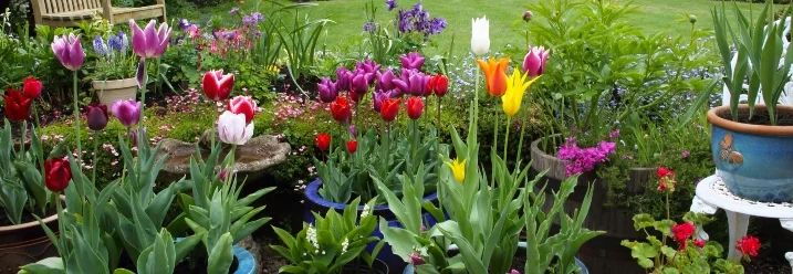 Bunte Tulpen in Töpfen auf einer Terrasse
